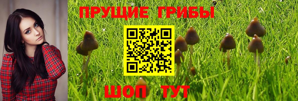 Томск  Галлюциногенные грибы MAGIC MUSHROOMS  Вход с VPN 