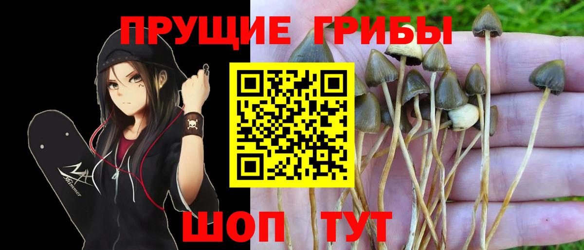 Псилоцибиновые грибы Cubensis Томск